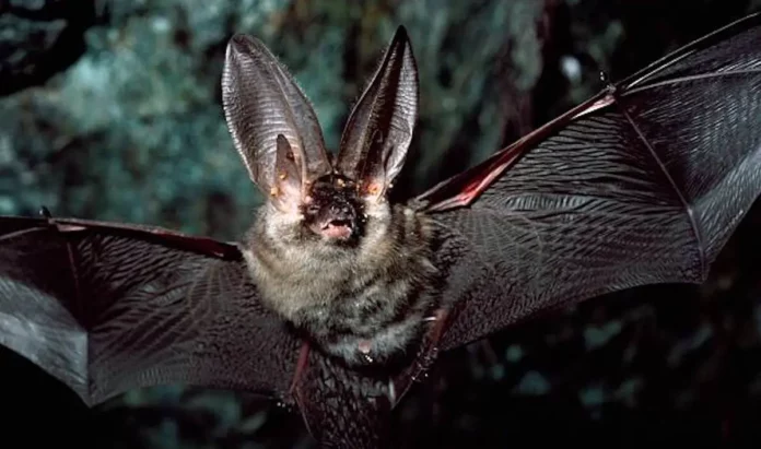 Long-eared Bat