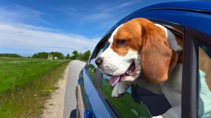 Law Banning Dogs From Leaning Out of Running Car Windows