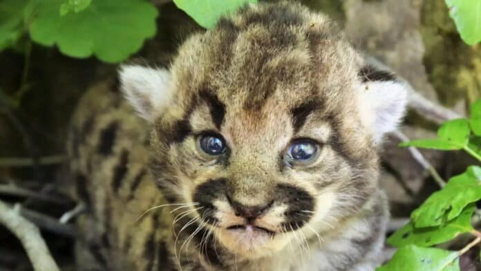 3 Adorable Mountain Lion Kittens Found