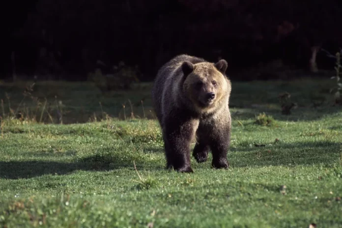Woman Fatally Mauled by Grizzly Bear