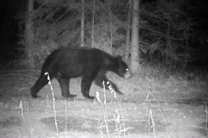 Florida Woman's Close Call with Black Bear