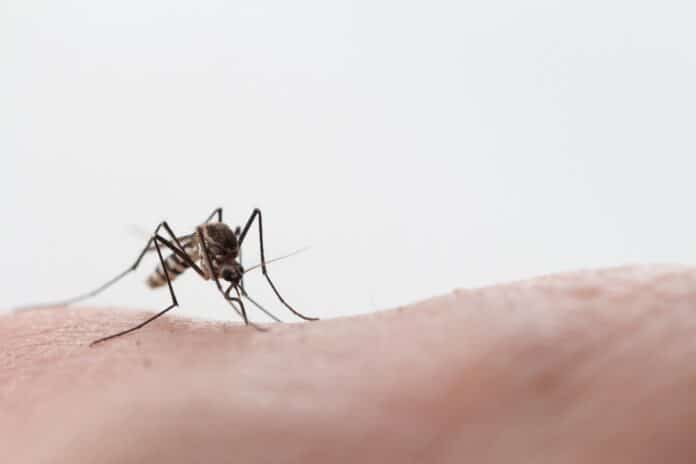 Don't Get Buzzed Out! Tips to Fight Mosquitoes This Spring in East Texas