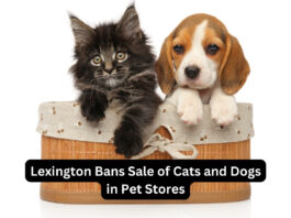 Lexington Bans Sale of Cats and Dogs in Pet Stores